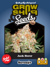 Jack Herer - 10 Growing Nasiona Feminizowane