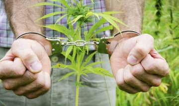 Różnica między nielegalnym i medycznym stosowaniem marihuany