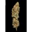 Allkush - Seeds of Feminized Seeds of Paradise Seeds