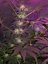 Cream Caramel – feminizované semienka 10ks Sweet Seeds