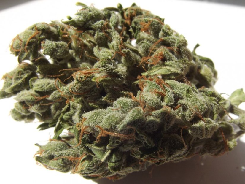 AutoDurban Poison®- autoflowering semienka 3ks Dutch Passion