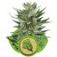 Royal Cheese Automatic - samokvitnúce semienka 3ks Royal Queen Seeds