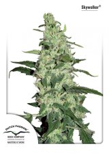 Skywalker - semințe feminizate 5pcs Dutch Passion