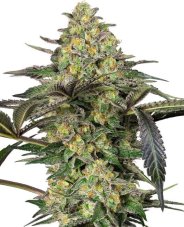 Grapevine Candy - feminisierte Samen, 5 Stück, Sensi Seeds