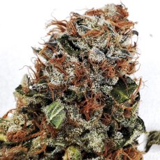 Buddha Gelato, 3 ks, Buddha Seeds