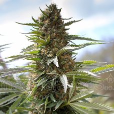 Medical Seeds Over Dawg nasiona feminizowane