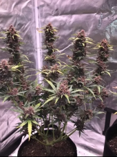 BlimBurn Seeds Grizzly Purple Auto samonakvétací semena