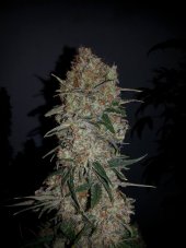 Ripper Seeds Black Valley feminizovaná semena