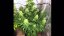 AutoDurban Poison®- autoflowering semienka 3ks Dutch Passion