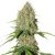 AutoBrooklyn Sunrise® - fem. And self-sacrificial seeds of 3 Dutch Passion