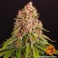 Pink Kush - feminized marijuana seeds 5 pcs Barney's Farm