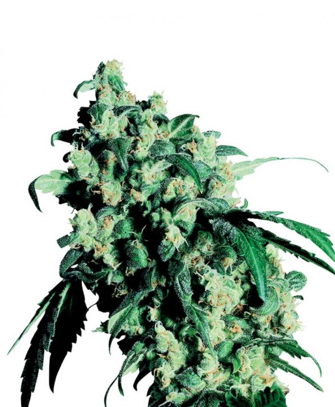 Super Skunk - semínka 10 ks standardizovaná Sensi Seeds