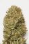 Blue Dream Auto - fem. a samonakvétací semienka 3ks Humboldt