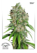 Outlaw Amnesia - nasiona feminizowane 5 szt Dutch Passion