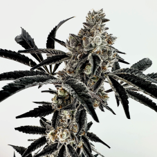 Exotic Genetix Poppin Fresh nasiona feminizowane