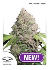 CBD Charlotte 's Angel® - feminizované semená 10 ks Dutch Passion