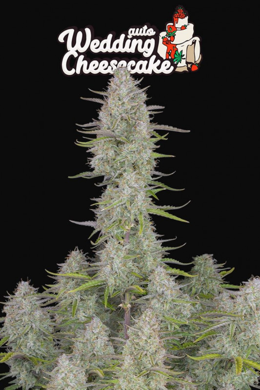 Hochzeit Cheesecake Auto - autoflowering Samen 3Stck Fast Buds