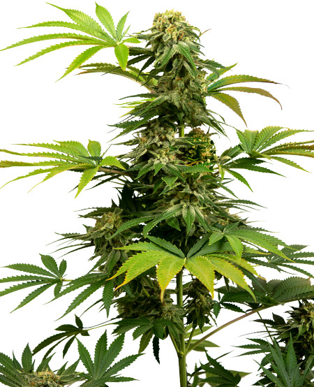 Black Harlequin CBD - feminizovaná semínka 3 ks, Sensi Seeds