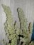Monster - 9ks feminized semená Eva Seeds