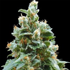 Vanilla Kush – feminizované semienka 10 ks Barney's Farm