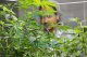 Rhode Island Exploratory Study - Medical Marijuana