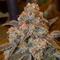 Gorilla Frost - feminized seeds 3pcs, Silent Seeds