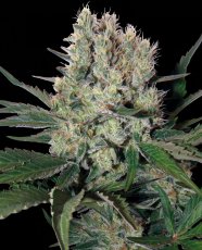 Syrup  - feminizovaná a samonakvétací semínka Buddha Seeds