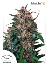 Hollands Hope - semillas estandarizadas 10 uds Dutch Passion