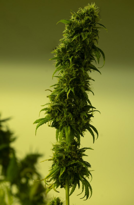 Infinity - Sobno CBD cvijeće Cannapio 100g