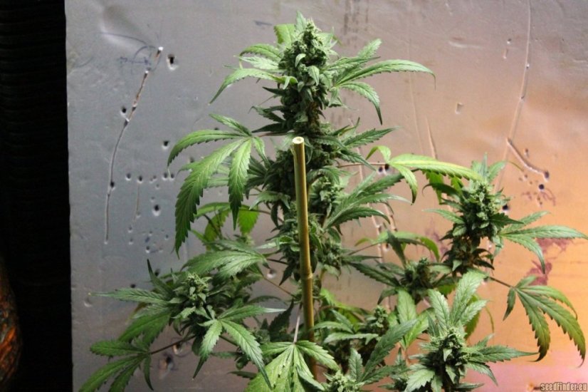 Skunk n.1 - semínka 10 ks standardizovaná Sensi Seeds
