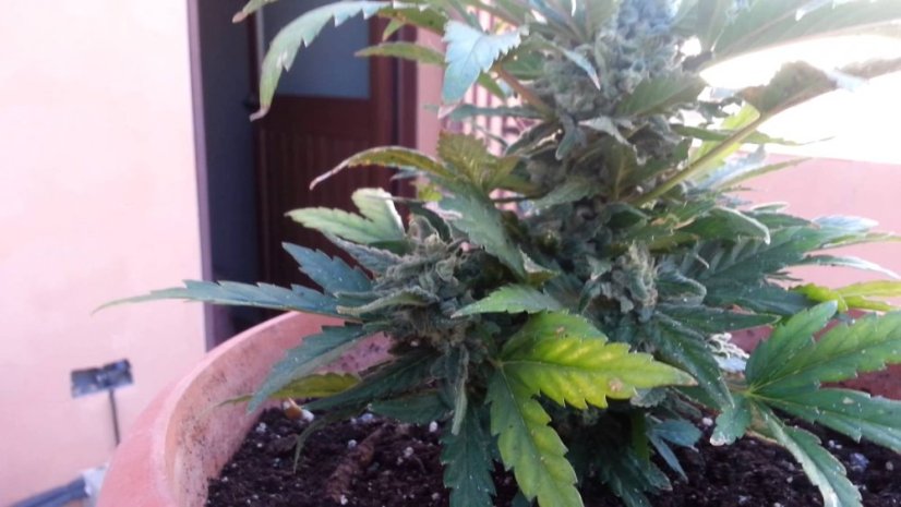 S.A.D. Auto - 3 stuks autoflowering zaden Sweet Seeds