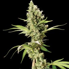 Sour Diesel - 5 feminizovaných semen The Bulldog