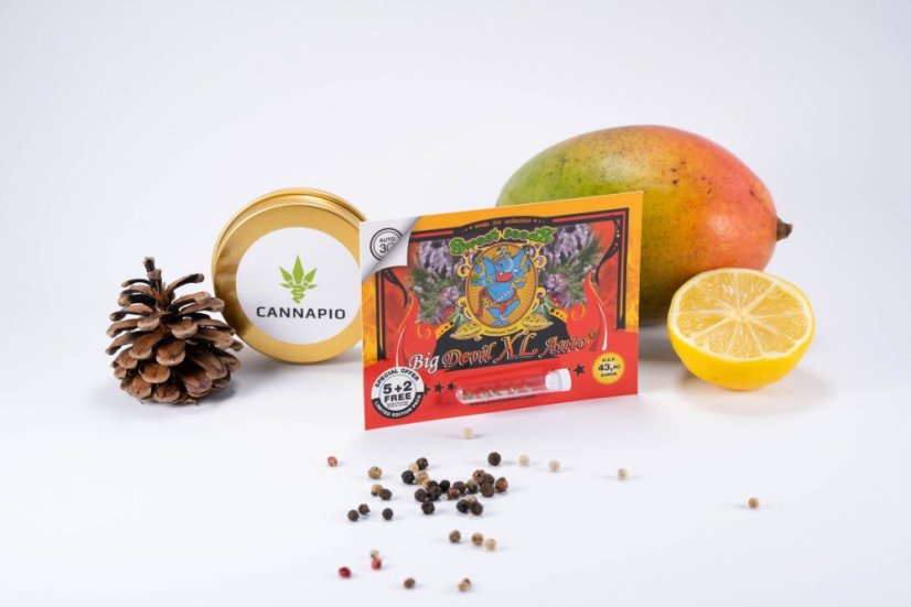 Big Devil XL Auto - feminizovaná a samonakvétací semínka 3ks Sweet Seeds