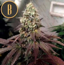 BlimBurn Seeds Zombie Death Fuck Feminized Seeds
