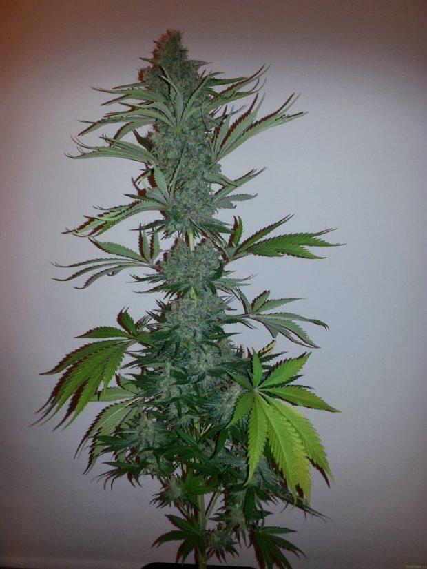 CBD Skunk Haze®- feminizované semínka 5 ks Dutch Passion
