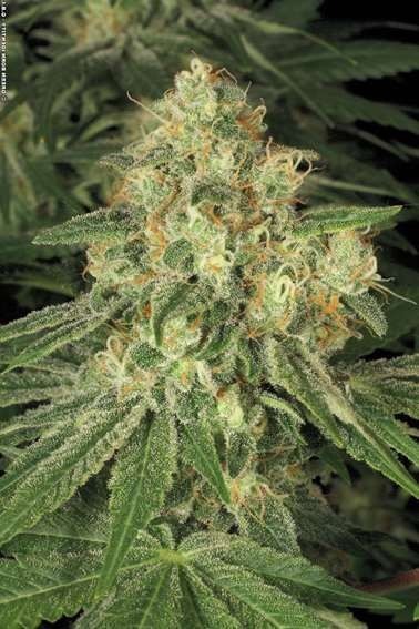 Allkush - feminizované semená 10 ks Paradise Seeds
