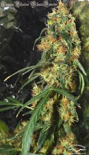 ComPassion® - feminisierte 10ks Dutch Passion Seeds