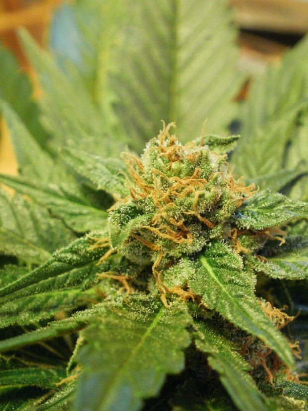 Black Jack – feminizovaná semínka 3 ks Sweet Seeds