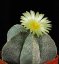 Cactus Mix (Cactus: Astrophytum) - 6 cactus seeds
