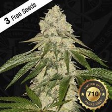 T.H. Seeds Pisthash 710 Biscotti x Macaron feminizowane nasiona