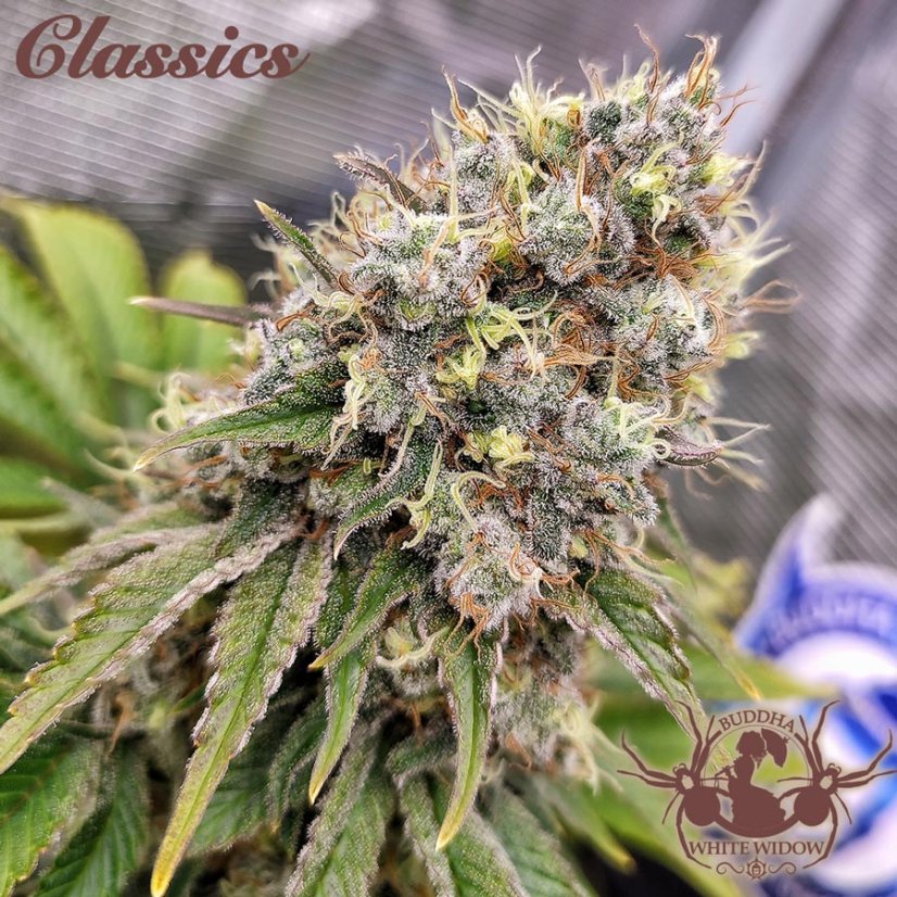 Buddha White Widow, 3 ks, Buddha Seeds