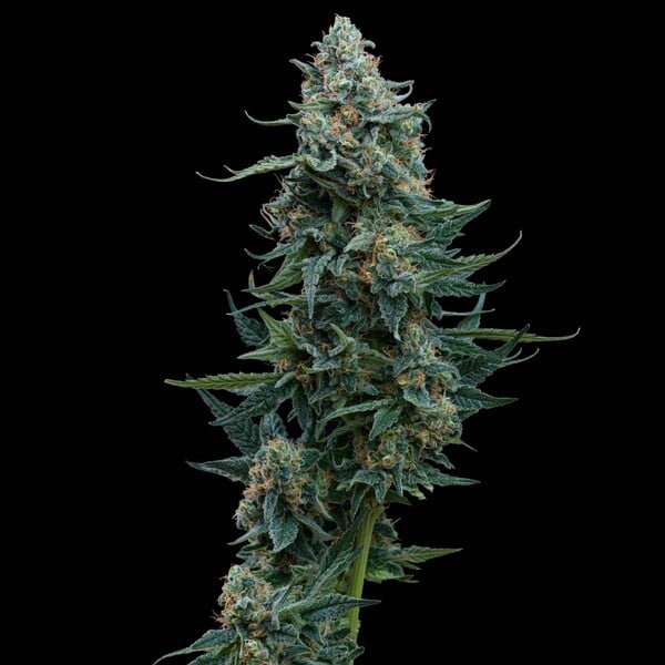 Wedding Edition - feminized seeds 3 pcs Cannapio
