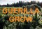 Everything You Need to Know About Guerrilla Gardening