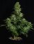 Cosmos F1 - CBD marijuana seeds 3pcs, Royal Queen Seeds