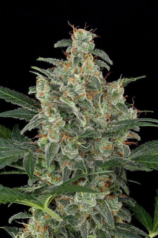 Cheese XXL Auto - fem. a autoflowering semienka 10ks Dinafem
