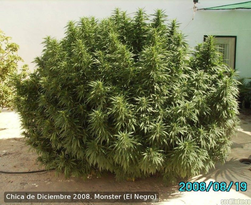 Monster - 9ks feminized semená Eva Seeds