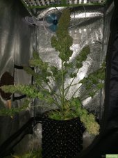 Super Silver Haze 3 ks feminizované semienka Dinafem