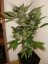 Black Jack – feminizované semienka 10 ks Sweet Seeds