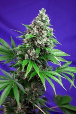 Killer Kush Fast Version - feminizované semienka 10ks Sweet Seeds