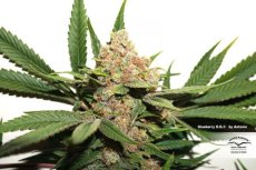 Glueberry O.G. - феминизирани семена 10 бр Dutch Passion